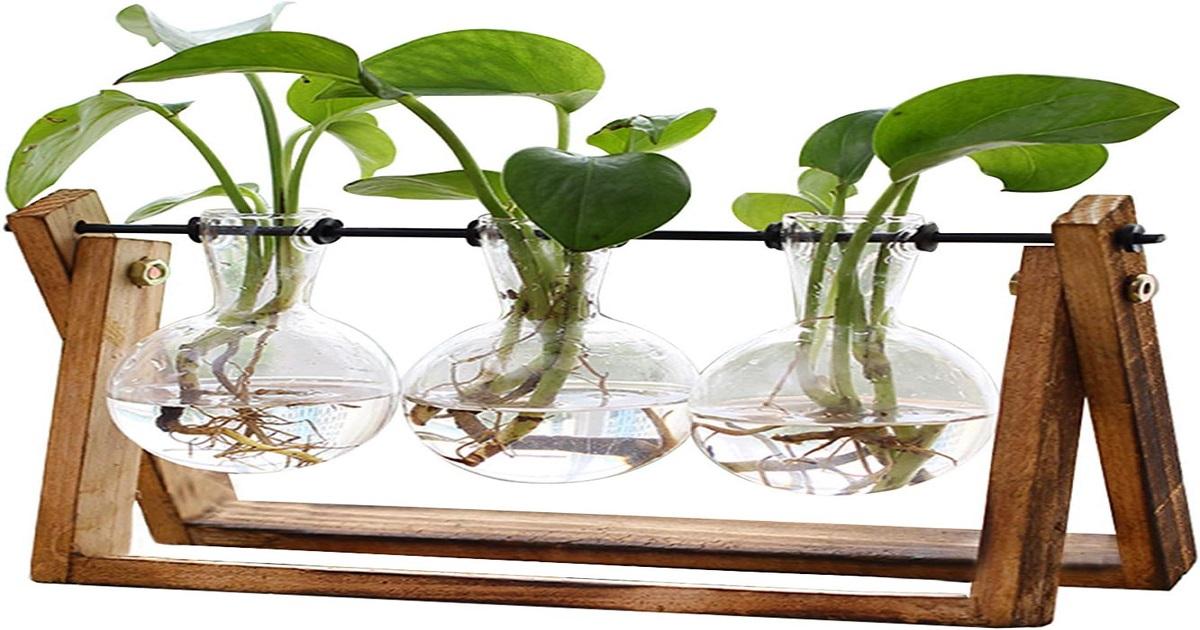 XXXFLOWER Plant Terrarium with Wooden Stand. The Gift Nook store